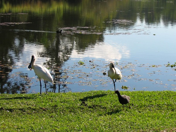 Spoonbill